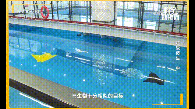 控制仿蝠鲼機器人胸鰭模擬神經信號實現節(jié)律性運動.gif