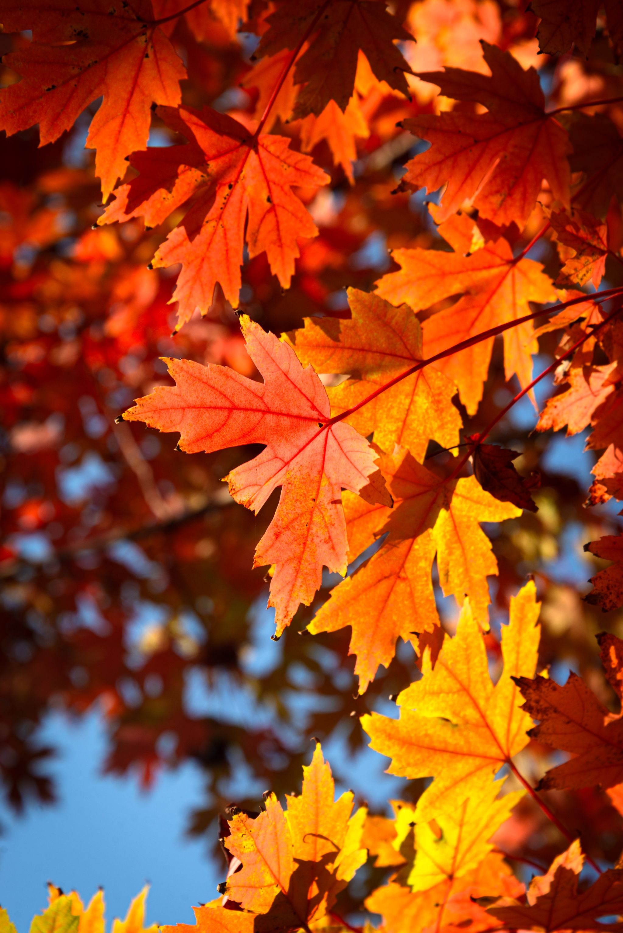 何錦宇.jpg undefined