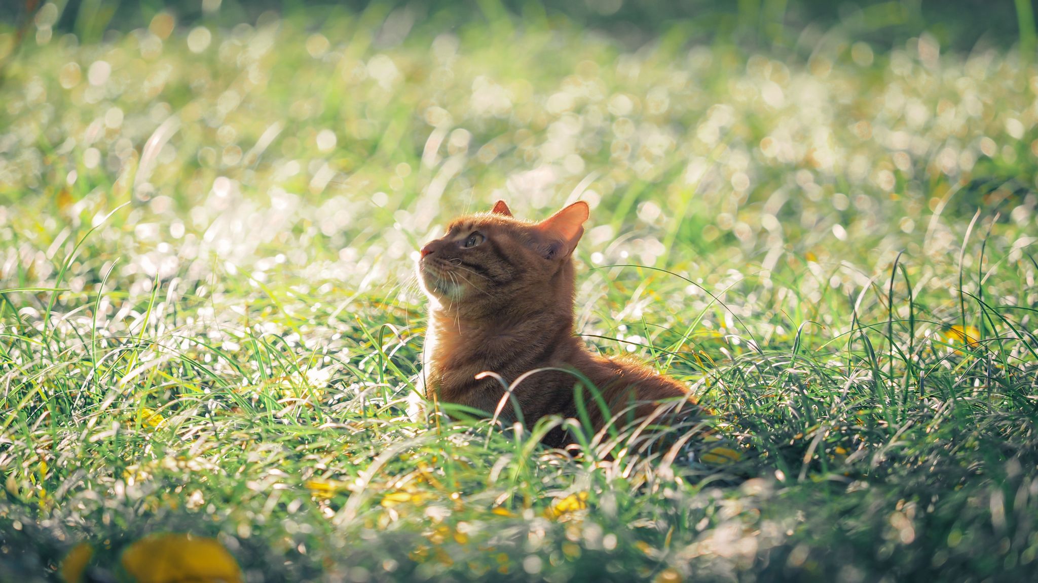 王朝翼 (2).jpg undefined