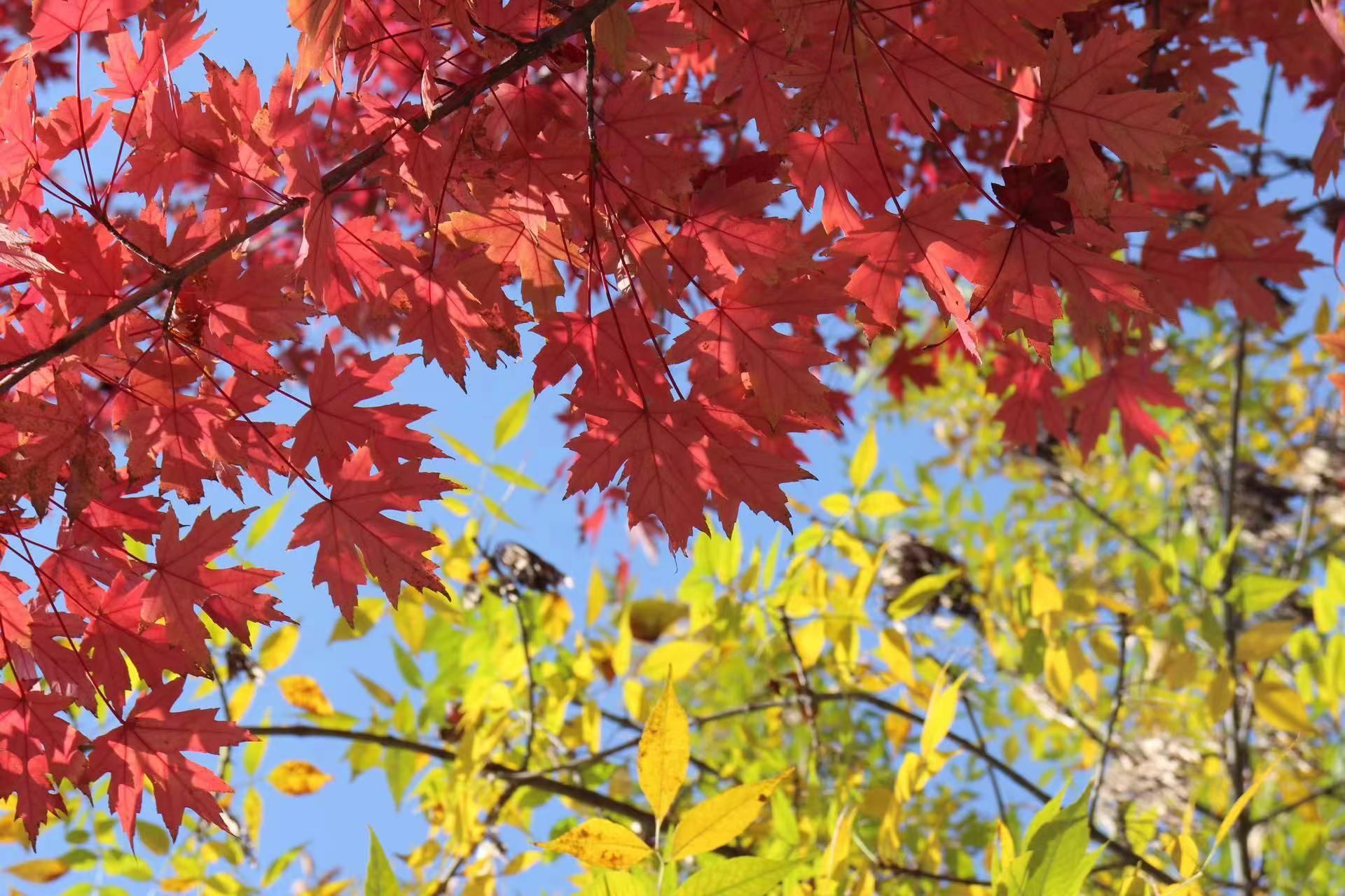 王秋雨.jpg undefined